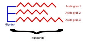 Schéma d'un triglycéride